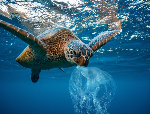 Australia joins global efforts to end plastic pollution